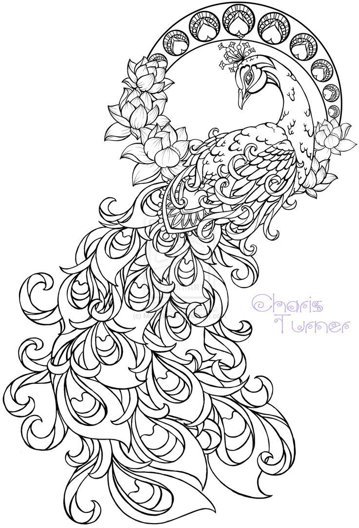 Peacock Coloring Pages Fun Time 736x1081 Peacock Coloring Pages Fun Time