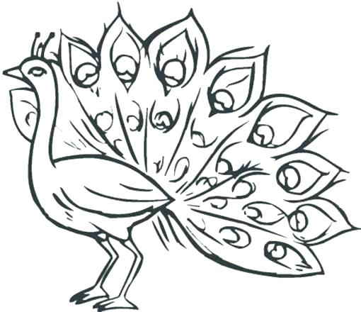Peacock Coloring Pages Coloring Pages Peacock Our Key Principles 510x440 Peacock Coloring Pages Coloring Pages Peacock Our Key Principles