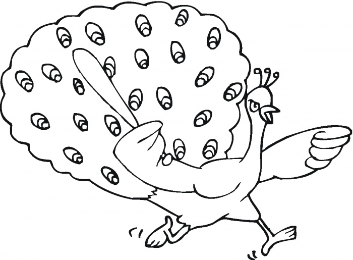 Peacock Coloring Pages For Kids Free Printable Peacock Coloring 700x515 Peacock Coloring Pages For Kids Free Printable Peacock Coloring