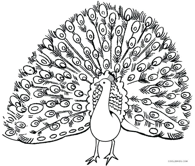Peacock Colouring Pages And Peacock Feathers Colouring Page 644x550 Peacock Colouring Pages And Peacock Feathers Colouring Page
