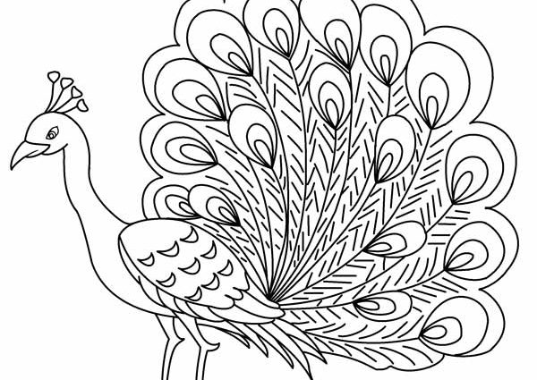Peacock Coloring Pages Printable Peacock Coloring Pages For Kids 600x425 Peacock Coloring Pages Printable Peacock Coloring Pages For Kids