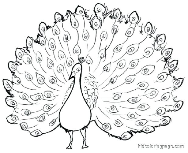 Pictures Of Peacocks To Color Cartoon Peacock Coloring Pages 618x505 Pictures Of Peacocks To Color Cartoon Peacock Coloring Pages