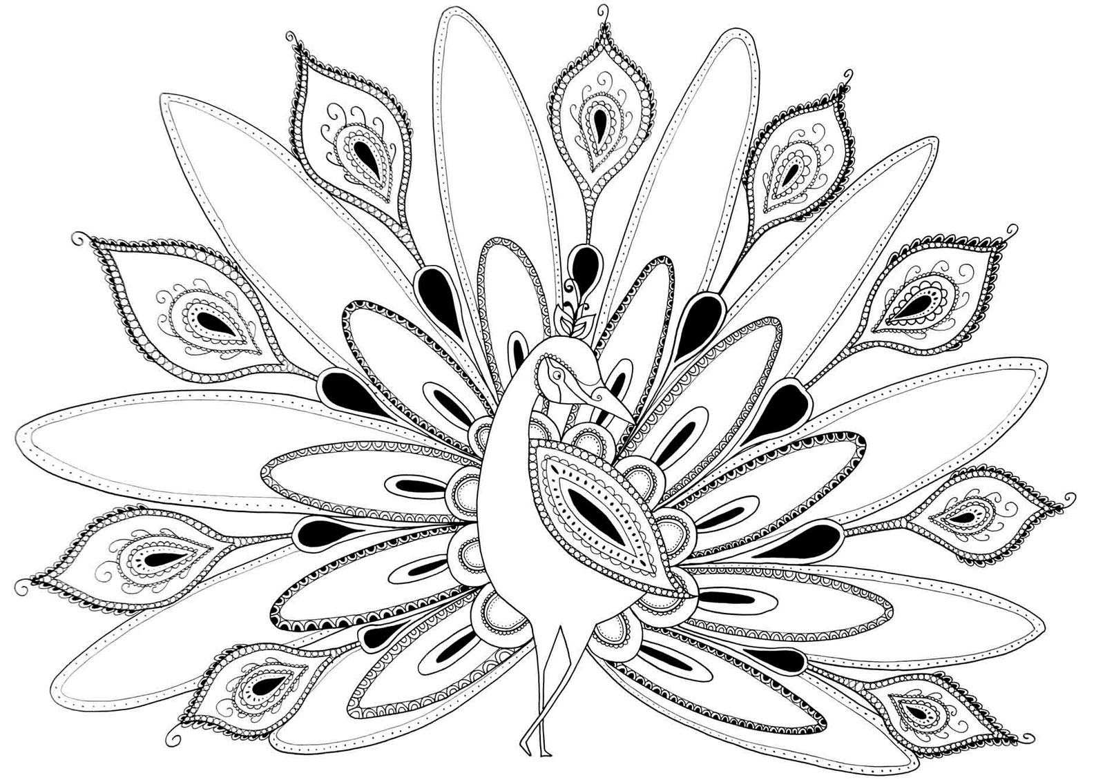 Peacock Coloring Page Coloring Pages With Pages Sharry Peacock 1600x1133 Peacock Coloring Page Coloring Pages With Pages Sharry Peacock