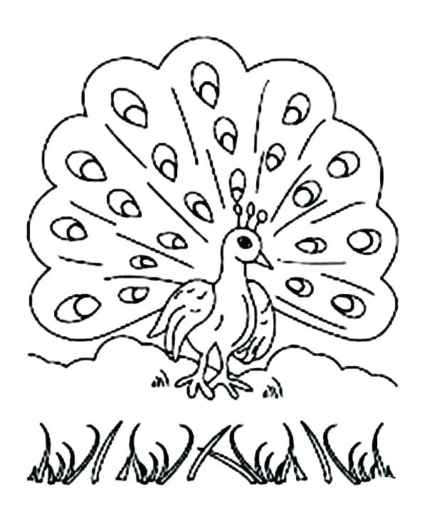 Coloring Peacock Peacock Coloring Pages Peacock Coloring Pictures 600x733 Coloring Peacock Peacock Coloring Pages Peacock Coloring Pictures