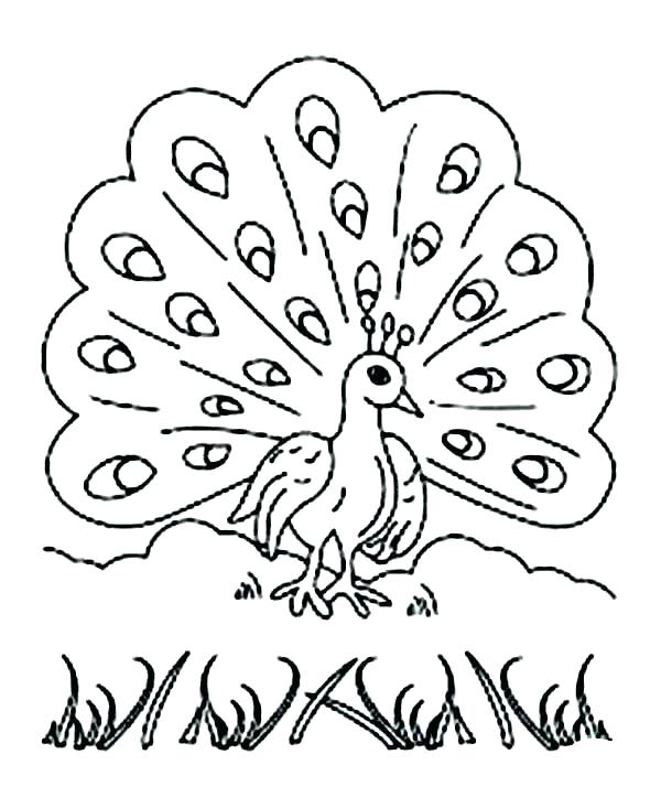 600x733 Peacock Coloring Page Kids Network 2 Pages Printable