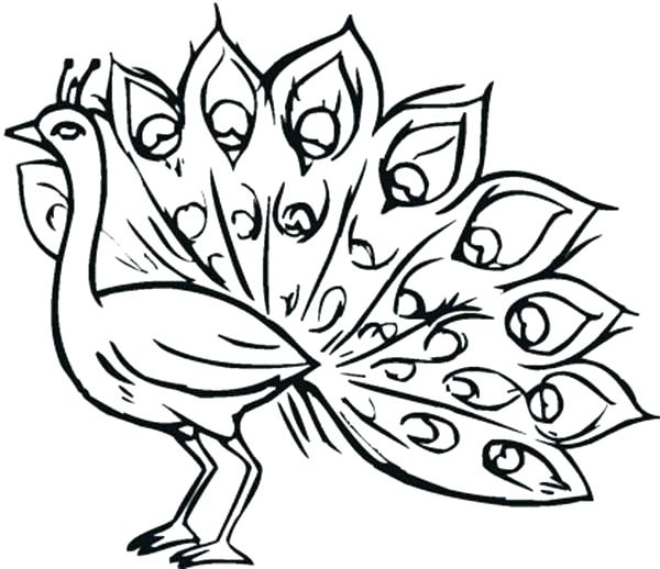 600x518 Peacock Coloring Pages Peacock Coloring Book Packed