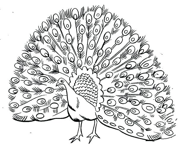 600x504 Peacock Coloring Pages Peacock Feather Coloring Page Peacock