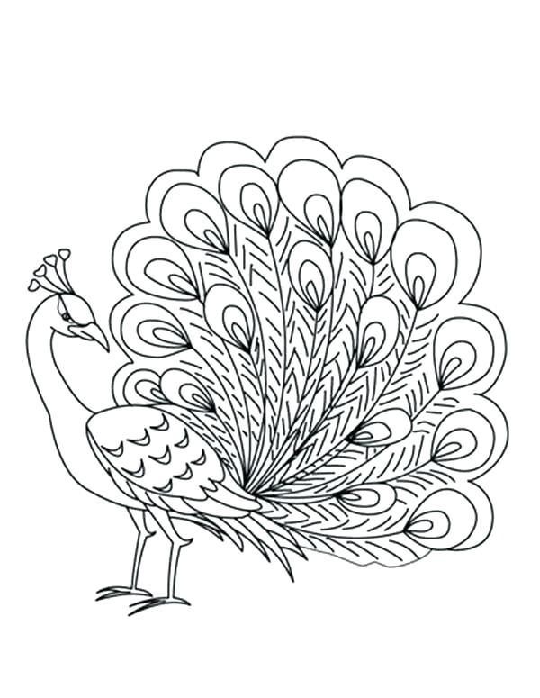 600x775 Peacock Coloring Pages