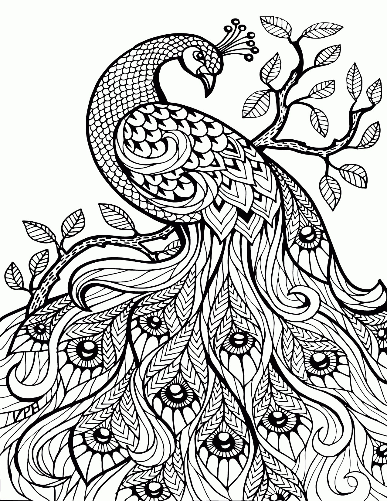 Peacock Coloring Pages To Print