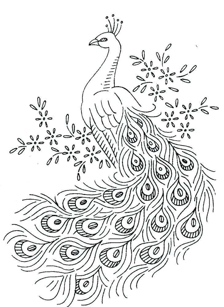 729x1000 Peacocks Pictures Color Colouring Pages Adult Coloring Pages