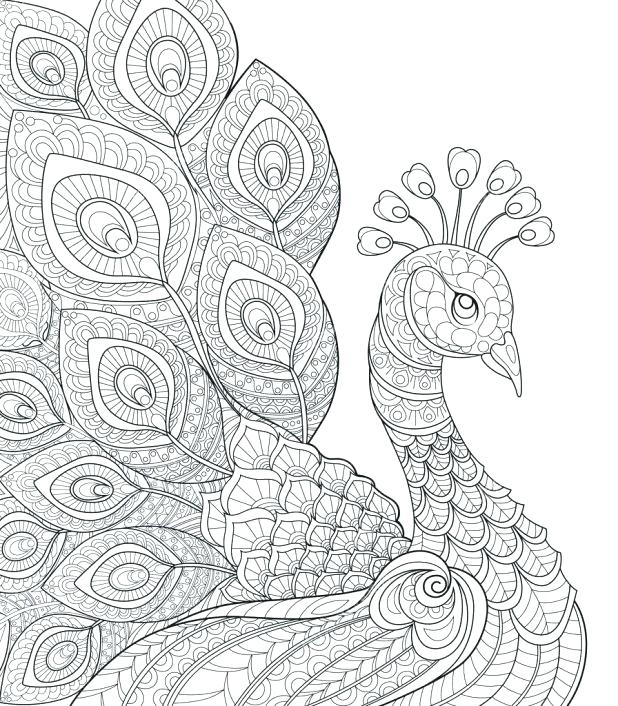 Peacock Feather Coloring Page at GetColorings.com | Free printable ...