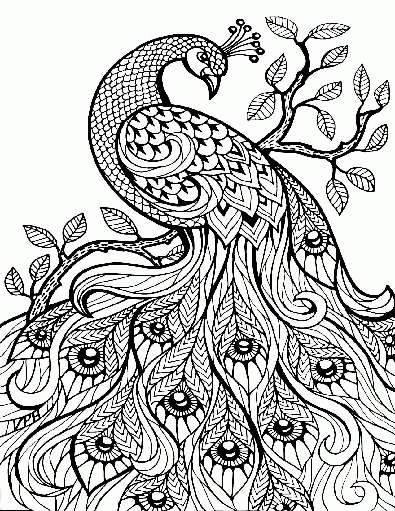 1275x1650 Peacock Feather Coloring Pages Colouring Adult Detailed Advanced