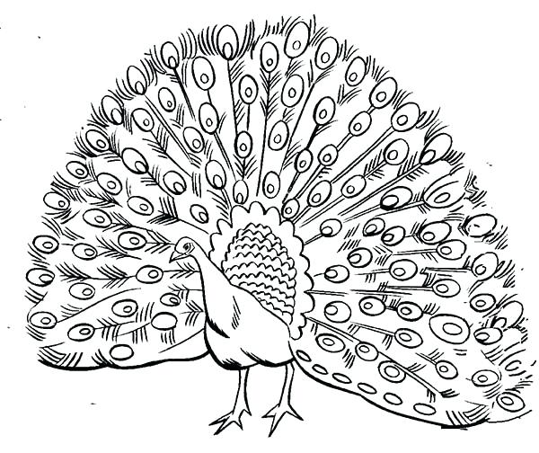 600x504 Peacock Coloring Pages Great Peacock Coloring Pages Nice Kids