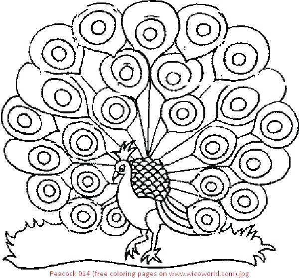 600x559 Peacock Coloring Pages Peacock Coloring Page Realistic Peacock