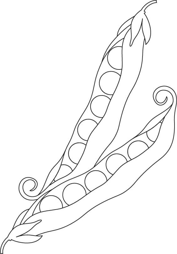 Peas Vegetable Coloring Page Food, Drink And Cooking Coloring 565x812 Peas Vegetable Coloring Page Food, Drink And Cooking Coloring