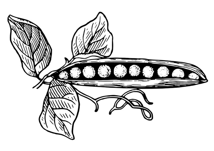 Coloring Page Peas In A Pod 750x531 Coloring Page Peas In A Pod