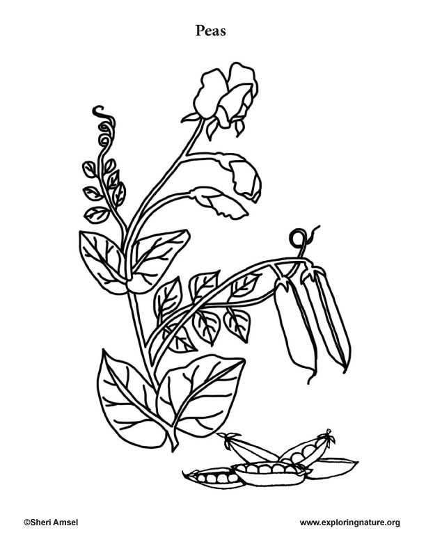 Garden Vegetables Coloring Pages (10) 612x792 Garden Vegetables Coloring Pages (10)