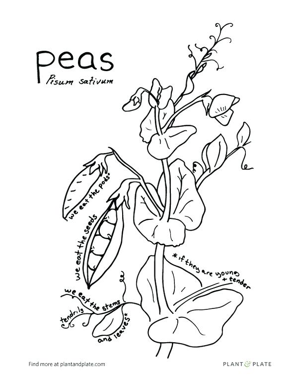 Gardening With Kids 6 Reasons To Grow Snap Peas Peas Pisum Sativum 600x776 Gardening With Kids 6 Reasons To Grow Snap Peas Peas Pisum Sativum