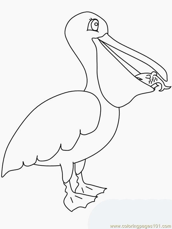 Pelican Coloring Page 600x800 Pelican Coloring Page