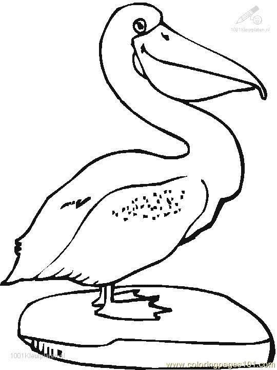 Pelican Coloring Pages 540x720 Pelican Coloring Pages