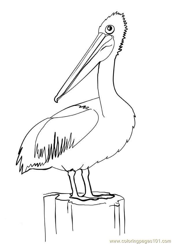 Pelican21 Coloring Page School Collage Ideas 595x842 Pelican21 Coloring Page School Collage Ideas