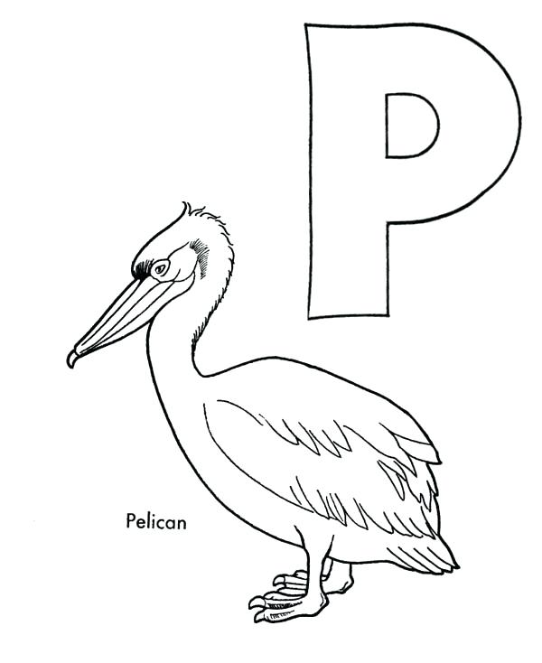 Pickle Coloring Page Letter P Letter P Is For Pelican Coloring 600x734 Pickle Coloring Page Letter P Letter P Is For Pelican Coloring