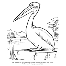 Top 10 Pelican Coloring Pages For Toddlers 230x230 Top 10 Pelican Coloring Pages For Toddlers