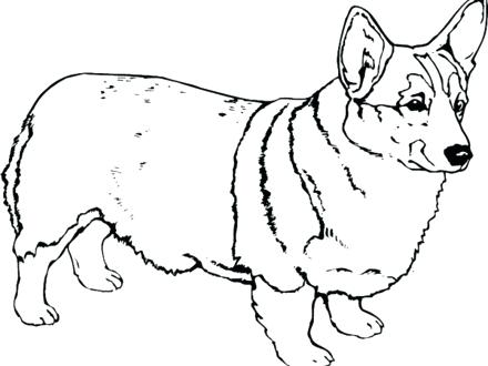 440x330 Coloring Pages Of Corgis