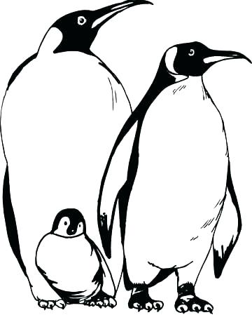 Coloring Pages Penguin Penguin Color Page Animal Coloring Pages 360x449 Coloring Pages Penguin Penguin Color Page Animal Coloring Pages