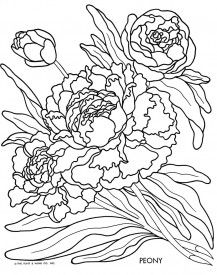217x275 Pin By Sandra Cabrera Contreras On Dibujos Peony