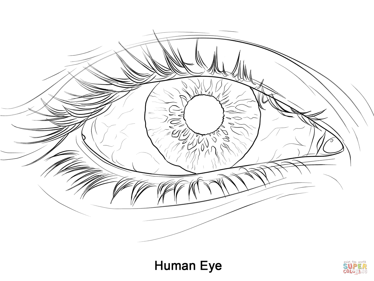 Human Eye Coloring Page Free Printable Pages Inside Realistic 1199x899 Human Eye Coloring Page Free Printable Pages Inside Realistic