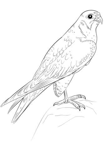 Peregrine Falcon Coloring Page at GetColorings.com | Free printable ...