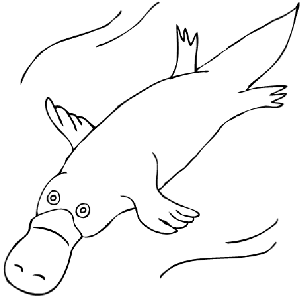 600x600 Platypus Coloring Pages