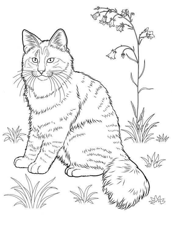 564x787 30 Free Printable Cat Coloring Pages