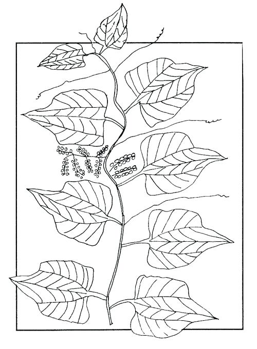 500x680 Tna Wrestling Coloring Pages Deepart
