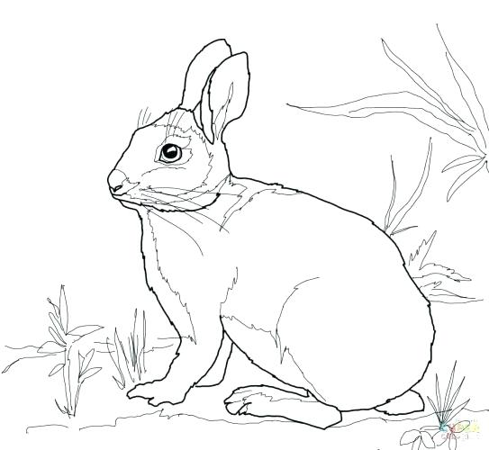 New Peter Rabbit Colouring Pages Printable Coloring Coloring Pages 543x500 New Peter Rabbit Colouring Pages Printable Coloring Coloring Pages