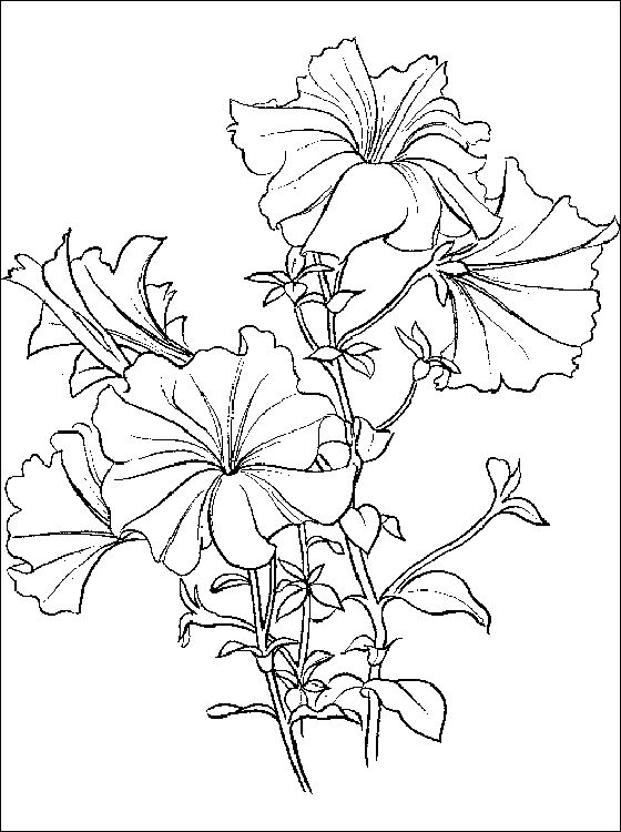 Coloring Page Fir Petunia Petunia Coloring And Printable Page 560x750 Coloring Page Fir Petunia Petunia Coloring And Printable Page