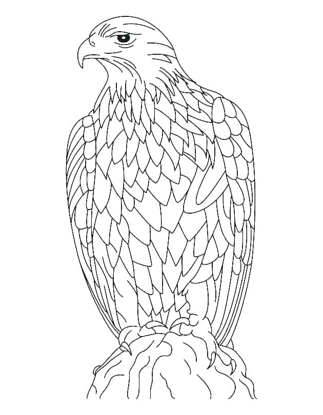 Coloring Pages Of Eagles Coloring Pages Eagles Eagle Color Page 630x810 Coloring Pages Of Eagles Coloring Pages Eagles Eagle Color Page