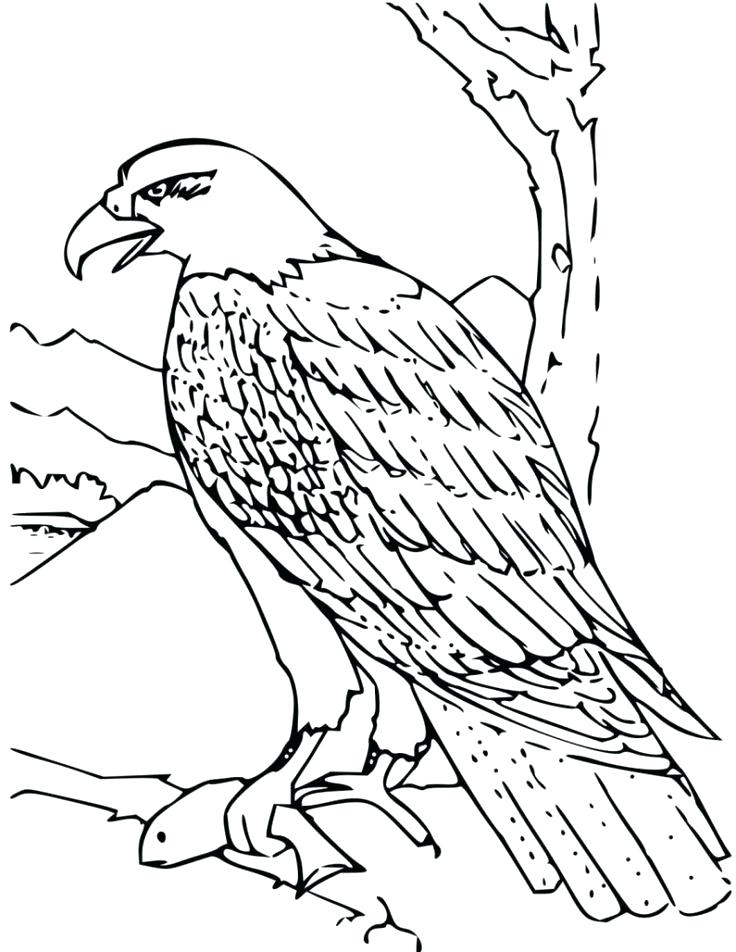 Eagles Coloring Pictures Eagle Color Page Eagles Coloring Pages 736x952 Eagles Coloring Pictures Eagle Color Page Eagles Coloring Pages