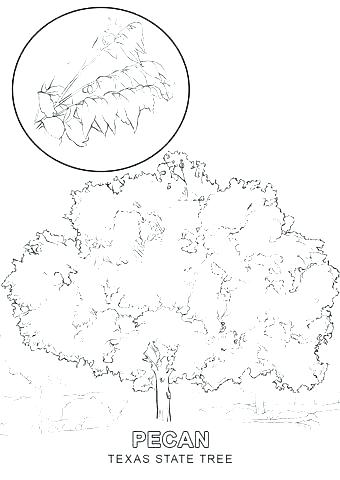 Us Symbols Coloring Pages Us Symbols Coloring Pages Flag Coloring 340x480 Us Symbols Coloring Pages Us Symbols Coloring Pages Flag Coloring