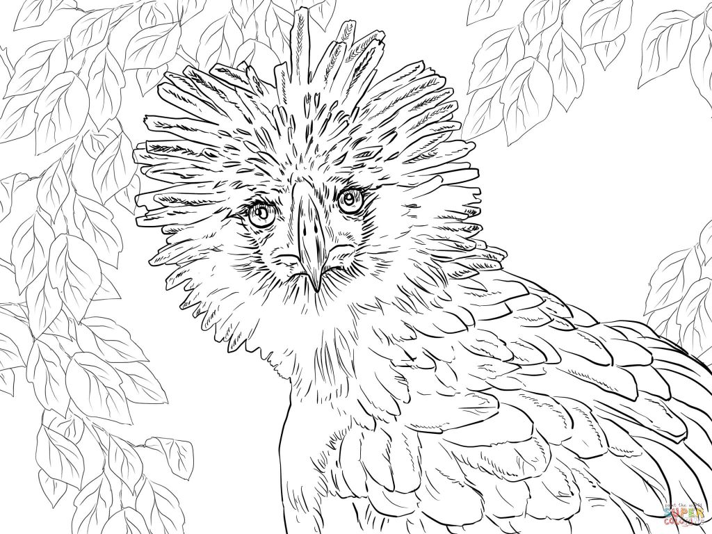 Eagle Coloring Pages Philippine Portrait Page Picture Ideas 1024x768 Eagle Coloring Pages Philippine Portrait Page Picture Ideas