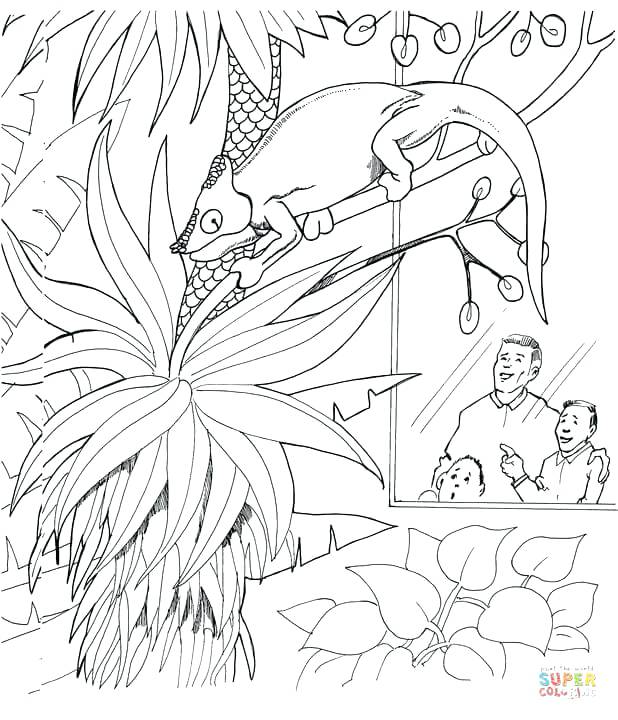 618x720 Zoo Animals Coloring Pages Free Printable Pictures Chameleon