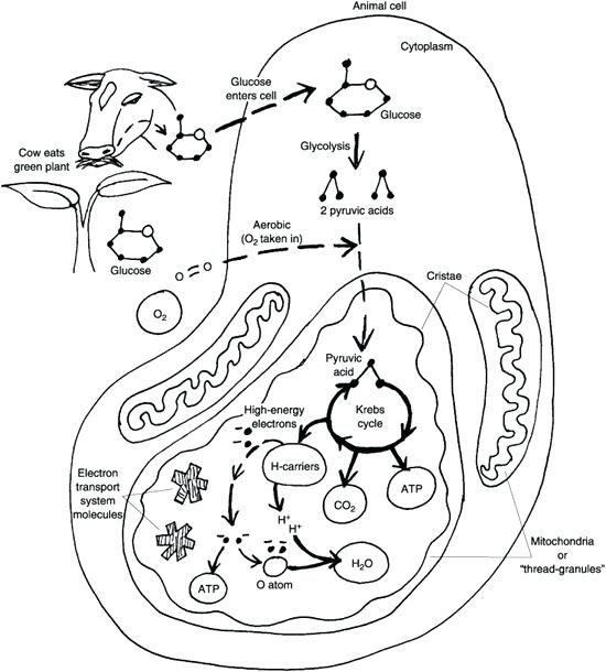 550x610 Photosynthesis Coloring Page Coloring Sheet Photosynthesis