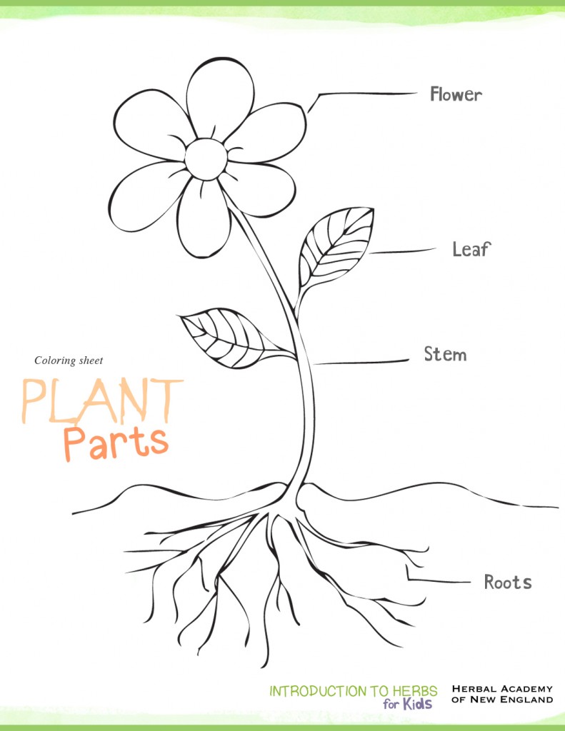 791x1024 Download Plant Parts Coloring Pages And Activities Herbs On Animal