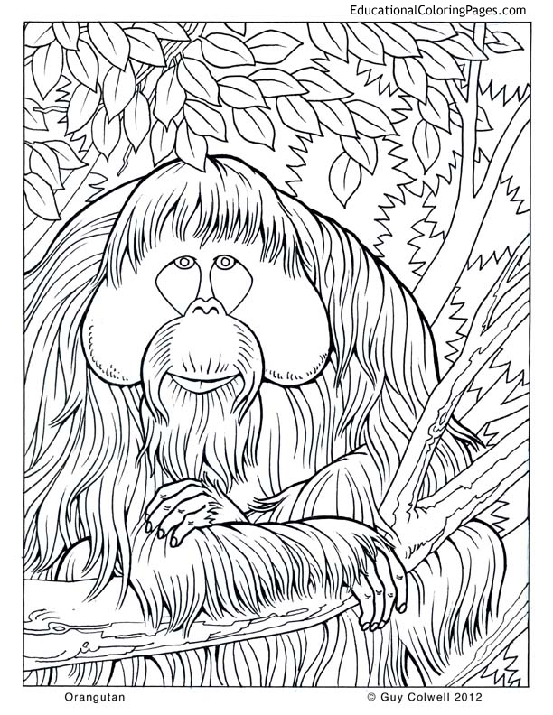 Orangutan 612x792 Orangutan