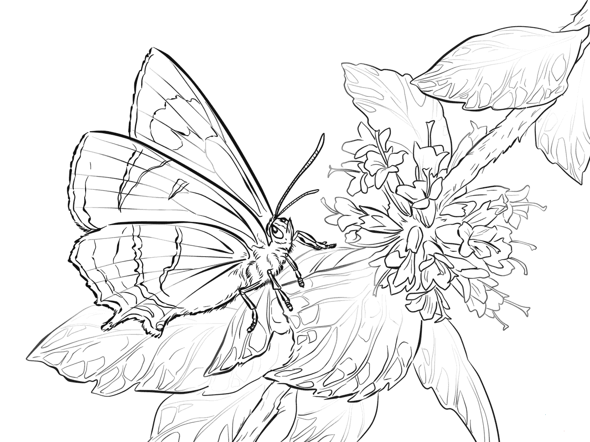 Pictures Of Butterflies Coloring Pages