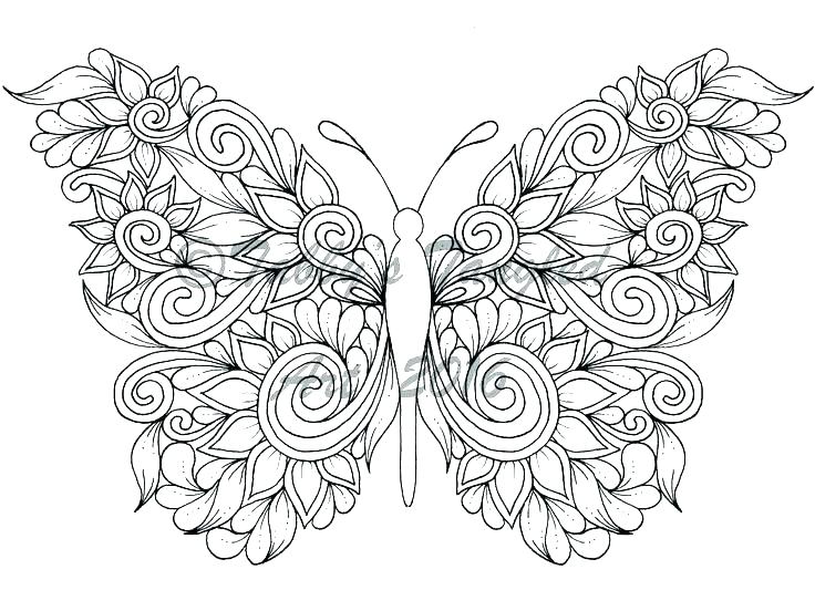 736x552 Coloring Pages Of Butterfly
