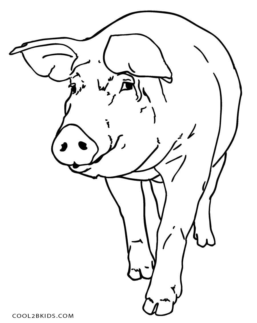 Free Printable Pig Coloring Pages For Kids Cool2bkids 900x1132 Free Printable Pig Coloring Pages For Kids Cool2bkids