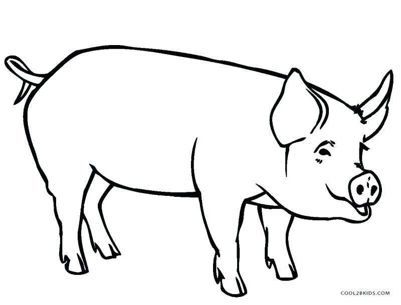 Pig Coloring Pages For Kids Remarkable Design Pig Coloring Pages 800x609 Pig Coloring Pages For Kids Remarkable Design Pig Coloring Pages