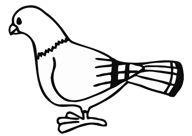 Coloring Page Pigeon 750x531 Coloring Page Pigeon